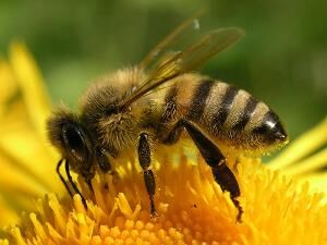 Tylko do 30 czerwca pszczelarze mogą składać w biurach powiatowych Agencji Restrukturyzacji i Modernizacji Rolnictwa wnioski o przyznanie pomocy