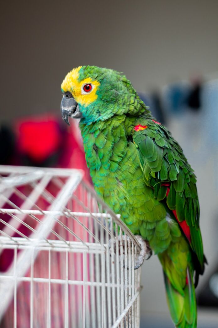 ​ Transportowanie papug - jak wybrać najlepszy transporter dla Twojego skrzydlatego przyjaciela?